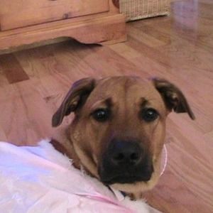 Meet your Posher, Kira